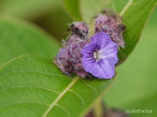 Neuracanthus sphaerostachyus flower5.jpg